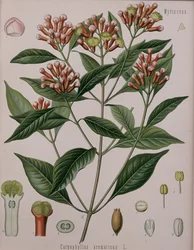 Caryophyllus Aromaticus (nejlika)