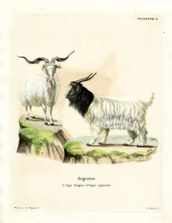 Cashmere Goat (färgad gravyr)