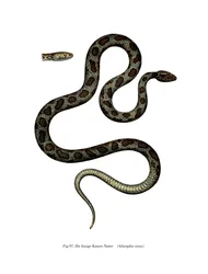Cat Snake (litho i färg)