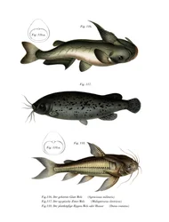 Havskatt (färg litho)