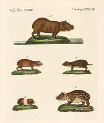 Cavys