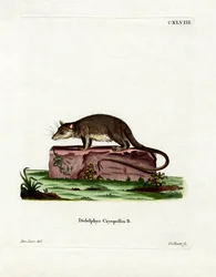 Cayopollin (färgad gravyr)