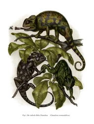 Kameleont (färg litho)