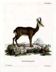 Stenget
