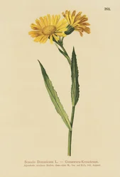 Gemsört (Senecio Doronicum)