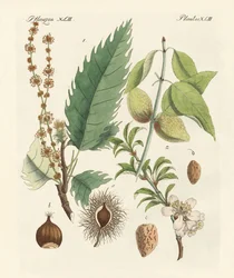 Kastanjer och mandlar