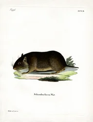 Chilensk stenråtta (färgad gravyr)