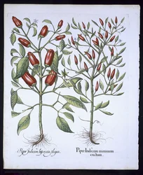Chilipepparväxter, från Hortus Eystettensis av Basil Besler (1561-1629), pub. 1613 (handfärgad gravyr)