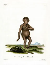 Schimpans (färgad gravyr)