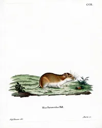 Kinesisk randig hamster (färgad gravyr)