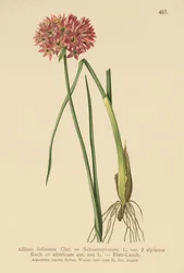 Gräslök (Allium foliosum, Allium Schoenoprasum var. alpinum, Allium sibiricum)