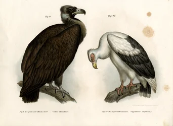 Cinereous Vulture, 1864