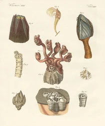 Cirrhipodas, Borstmaskar eller Brachiopoder (färgad gravyr)