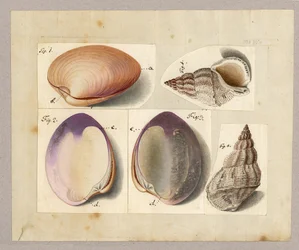 Mussla och havssnigel: Venus Mercenaria Linnaei, Buccino glacioli Linnaei, 1785 (wc på papper)