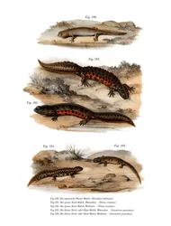 Molnig salamander (färg litho)