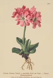 Clusiana Primrose (Primula Clusiana, Primula spectabilis)
