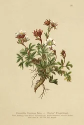 Clusius Cinquefoil (Potentilla Clusiana)