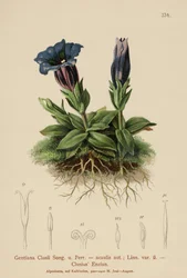 Clusius Gentian (Gentiana Clusii, Gentiana acaulis)