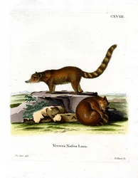 Coati (färgad gravyr)