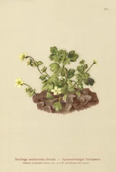 Cobweb Saxifrage (Saxifraga arachnoidea)