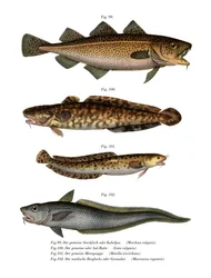 Torsk (färg litho)