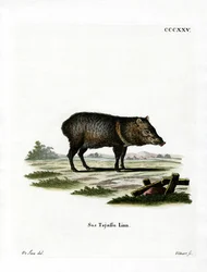 Peccary med krage