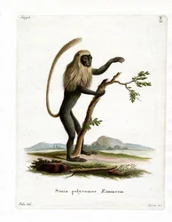 Colobus Monkey (färgad gravyr)