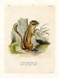 Colorado jordekorre