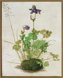 Columbine. Akvarell, tempera och pensel på pergament monterad på kartong (watercolour, tempera and brush on parchment mounted on cardboard)
