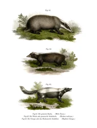Grävling, 1860