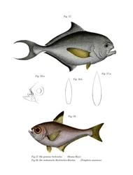 Braxen (färg litho)