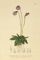 Vanlig smörört (Pinguicula vulgaris)