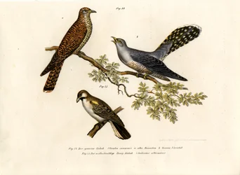 Vanlig gök, 1864