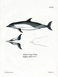 Vanlig delfin (färgad gravyr)