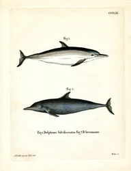 Vanlig delfin (färgad gravyr)