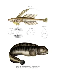 Common Dragonet (färg litho)