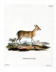 Common Duiker (färgad gravyr)