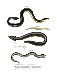 Vanlig ål (färg litho)