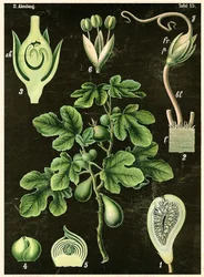 Vanlig Fig