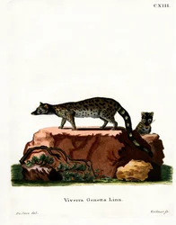 Common Genet (färgad gravyr)