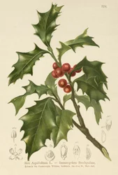 Vanlig Holly