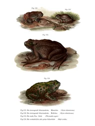 Vanlig barnmorskepadda (färg litho)