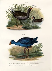 Rörhöna, 1864