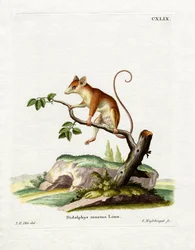 Common Mouse Opossum (färgad gravyr)