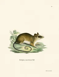 Common Mouse Opossum (färgad gravyr)