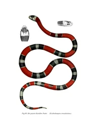 Vanlig nackbandsorm (färg litho)