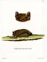 Common Noctule Bat (färgad gravyr)