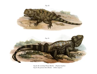 Vanlig Spiny Agama (färg litho)