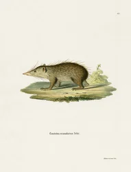 Common Tenrec (färgad gravyr)