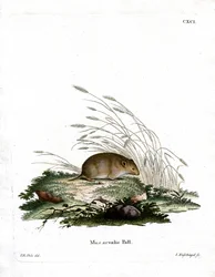 Sork (färgad gravyr)